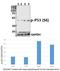 p53 antibody, A00001S6-1, Boster Biological Technology, Western Blot image 