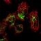 GrpE Like 1, Mitochondrial antibody, NBP1-83557, Novus Biologicals, Immunofluorescence image 