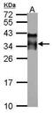 Acrosomal Vesicle Protein 1 antibody, PA5-28485, Invitrogen Antibodies, Western Blot image 