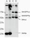 Sonic hedgehog protein A antibody, GTX54216, GeneTex, Western Blot image 