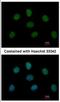 Mitotic spindle assembly checkpoint protein MAD1 antibody, NBP2-17198, Novus Biologicals, Immunofluorescence image 