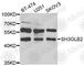 SH3 Domain Containing GRB2 Like, Endophilin B2 antibody, A7599, ABclonal Technology, Western Blot image 