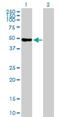 WD Repeat Domain 41 antibody, H00055255-B01, Novus Biologicals, Western Blot image 