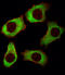 Y-Box Binding Protein 1 antibody, 60-802, ProSci, Immunofluorescence image 