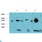 Glycogen Synthase Kinase 3 Beta antibody, LS-C814211, Lifespan Biosciences, Western Blot image 