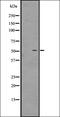 G Protein-Coupled Receptor 12 antibody, orb335531, Biorbyt, Western Blot image 