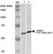 T-Complex 1 antibody, orb151162, Biorbyt, Western Blot image 