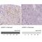 Alpha-1,4-N-Acetylglucosaminyltransferase antibody, NBP1-89129, Novus Biologicals, Immunohistochemistry paraffin image 