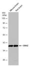 G Protein Subunit Alpha Z antibody, NBP1-31604, Novus Biologicals, Western Blot image 