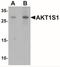 AKT1 Substrate 1 antibody, NBP2-41221, Novus Biologicals, Western Blot image 