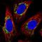 Transmembrane Protein 246 antibody, NBP2-34188, Novus Biologicals, Immunofluorescence image 