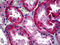 Basigin (Ok Blood Group) antibody, 51-787, ProSci, Immunohistochemistry frozen image 