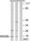 Single Stranded DNA Binding Protein 1 antibody, LS-C118989, Lifespan Biosciences, Western Blot image 