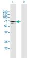 N-Myristoyltransferase 1 antibody, H00004836-B01P, Novus Biologicals, Western Blot image 