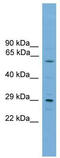 RPA Interacting Protein antibody, TA346262, Origene, Western Blot image 