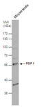 Pyruvate Dehyrogenase Phosphatase Catalytic Subunit 1 antibody, GTX109533, GeneTex, Western Blot image 