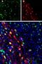 Solute Carrier Family 40 Member 1 antibody, GTX54821, GeneTex, Immunohistochemistry frozen image 