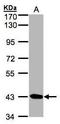 Serine/Threonine Kinase 17a antibody, GTX107669, GeneTex, Western Blot image 