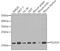 RNA polymerase II RBP8 antibody, A6948, ABclonal Technology, Western Blot image 