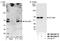 SNW Domain Containing 1 antibody, NB100-2367, Novus Biologicals, Western Blot image 