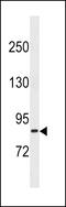 Thioredoxin Reductase 3 antibody, 60-626, ProSci, Western Blot image 