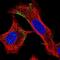 Engulfment And Cell Motility 2 antibody, NBP1-84554, Novus Biologicals, Immunofluorescence image 