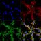 Citrulline antibody, MA5-27573, Invitrogen Antibodies, Immunofluorescence image 