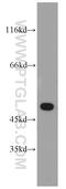 DL antibody, 18032-1-AP, Proteintech Group, Western Blot image 