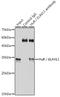ELAV Like RNA Binding Protein 1 antibody, GTX00944, GeneTex, Immunoprecipitation image 