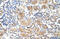 AU RNA Binding Methylglutaconyl-CoA Hydratase antibody, 29-277, ProSci, Immunohistochemistry frozen image 