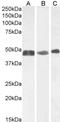 GFAP antibody, TA303157, Origene, Western Blot image 