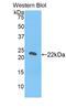 RNA Exonuclease 2 antibody, LS-C301202, Lifespan Biosciences, Western Blot image 