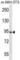 GRAM Domain Containing 1A antibody, abx027722, Abbexa, Western Blot image 