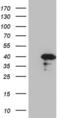 Cell Division Cycle Associated 8 antibody, MA5-26912, Invitrogen Antibodies, Western Blot image 