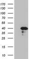 Cell Division Cycle Associated 8 antibody, MA5-26912, Invitrogen Antibodies, Western Blot image 