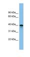 TSC22 Domain Family Member 4 antibody, orb324688, Biorbyt, Western Blot image 