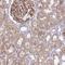 Tensin 3 antibody, NBP2-37948, Novus Biologicals, Immunohistochemistry frozen image 