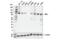 Component Of Inhibitor Of Nuclear Factor Kappa B Kinase Complex antibody, 61294S, Cell Signaling Technology, Western Blot image 