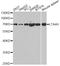 Leukotriene A4 Hydrolase antibody, LS-C749036, Lifespan Biosciences, Western Blot image 