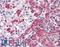 Transmembrane Serine Protease 4 antibody, LS-A8773, Lifespan Biosciences, Immunohistochemistry frozen image 