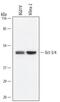 POU Class 5 Homeobox 1 antibody, MAB1759, R&D Systems, Western Blot image 