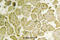 Cytochrome B5 Type A antibody, A04464-1, Boster Biological Technology, Immunohistochemistry frozen image 