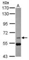 Cell Division Cycle 25B antibody, NBP2-15826, Novus Biologicals, Western Blot image 