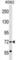 ATP Binding Cassette Subfamily F Member 2 antibody, abx029132, Abbexa, Western Blot image 