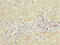 Programmed Cell Death 2 Like antibody, LS-C676226, Lifespan Biosciences, Immunohistochemistry paraffin image 