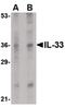 Interleukin 33 antibody, PA5-20398, Invitrogen Antibodies, Western Blot image 