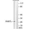 Ras-related protein Rab-7L1 antibody, A08450, Boster Biological Technology, Western Blot image 