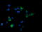 Carboxypeptidase A2 antibody, LS-C173913, Lifespan Biosciences, Immunofluorescence image 