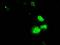 RPA34 antibody, GTX83691, GeneTex, Immunofluorescence image 