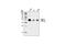 DnaJ Heat Shock Protein Family (Hsp40) Member A3 antibody, 4775S, Cell Signaling Technology, Western Blot image 